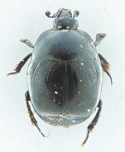 Saprinus acuminatus